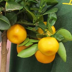 Calamondin